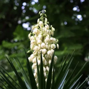 Yucca
