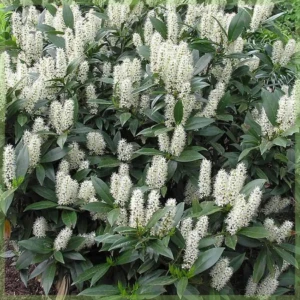 prunus-laurocerasus-otto-luyken-laurier-kopen-4