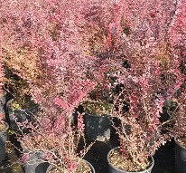 Berberis Superba, Thunbergi et Th. Atropurpurea