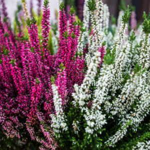 Bruyère (Erica) et callune