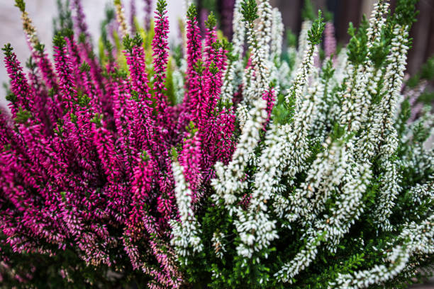Bruyère (Erica) et callune