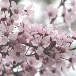 Cerisier et Aubépine à fleurs