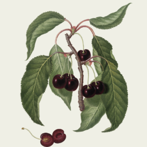 Cerisier