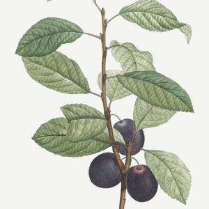 Des Béjonnières
