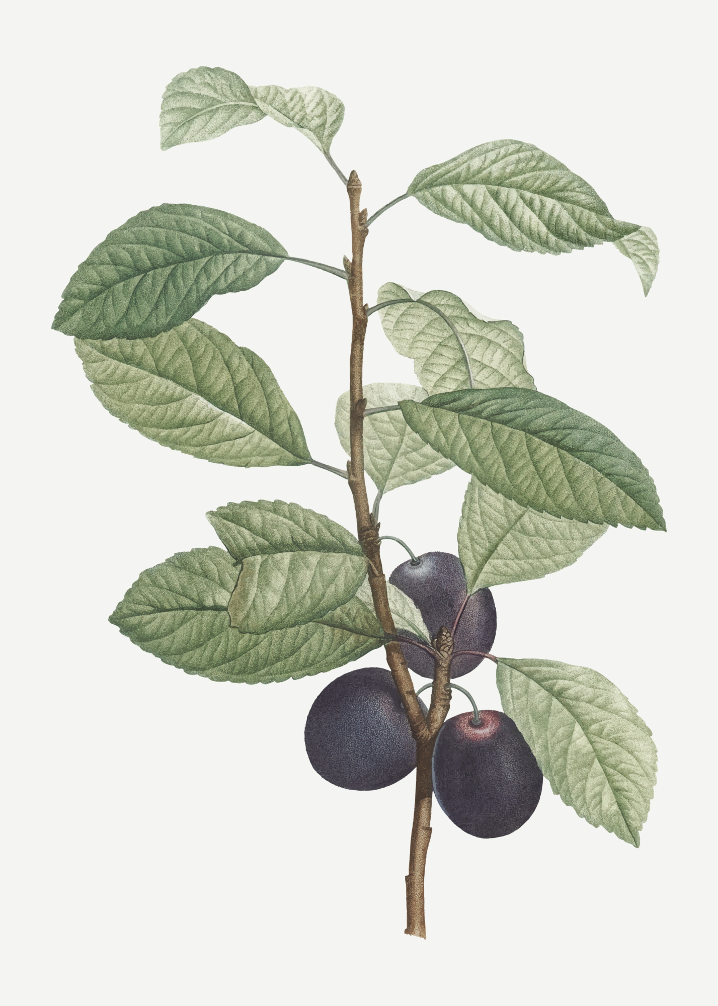 Des Béjonnières