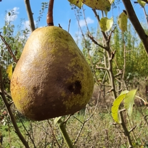 Duchesse d’Angoulême