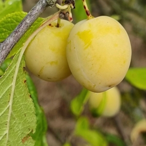 Goutte d’Or