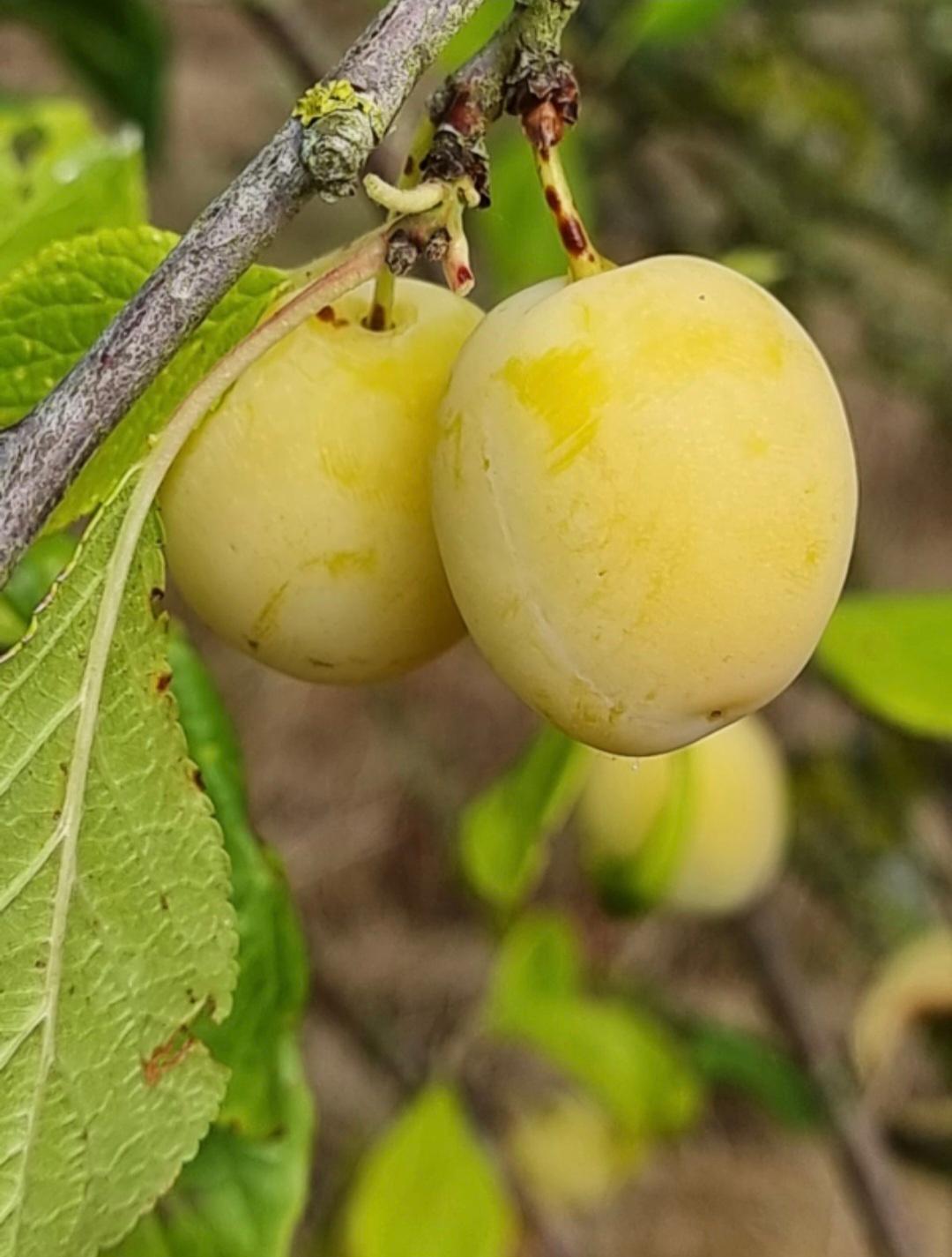 Goutte d’Or