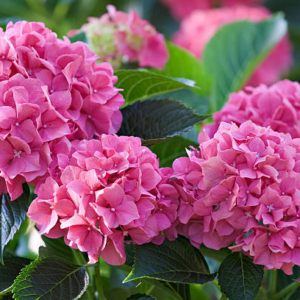 Hortensia