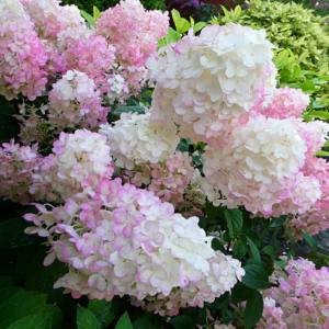 Hortensia Arbustif (Annabelle,Paniculata…)