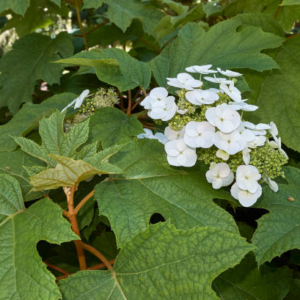 Hortensia Quercifolia