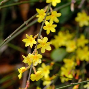 Jasmin d'hiver