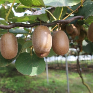 Kiwi Mâle et Femelle (Actinidia)