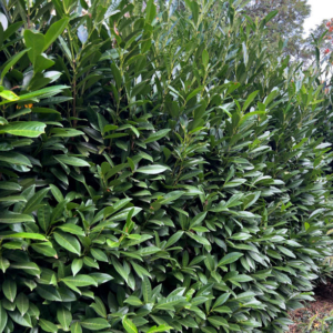 Laurier du Caucase, Herbergi et Rotundifolia