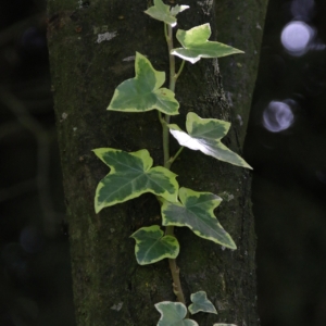 Lierre Panaché