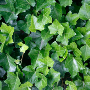 Lierre vert