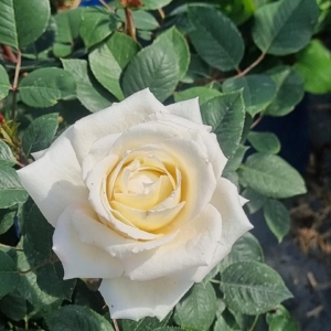 Lovely White Voluptia