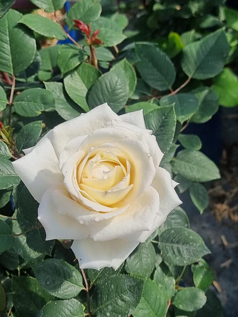 Lovely White Voluptia