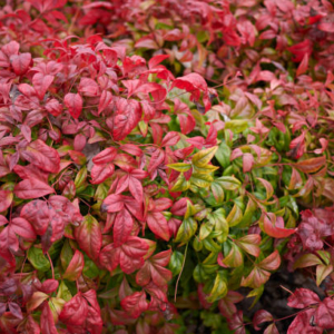 Nandina domestica