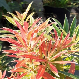 Pieris