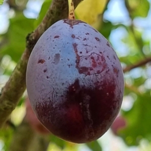 Prune d’Agen
