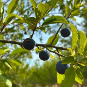 Prune de Prince