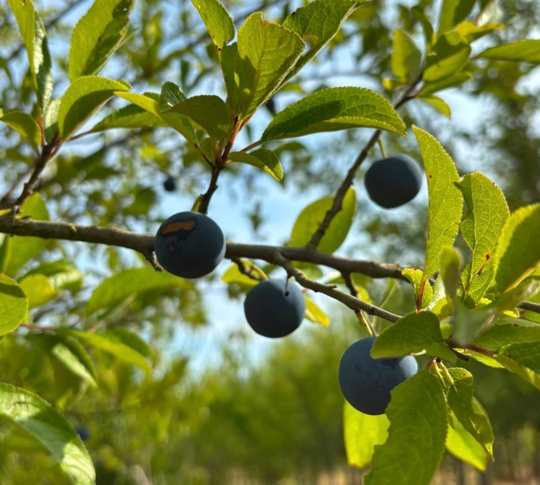 Prune de Prince