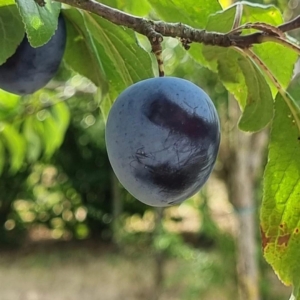Quetsche de Buhl
