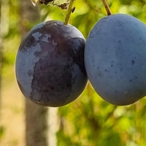 Quetsche précoce d'Essligen
