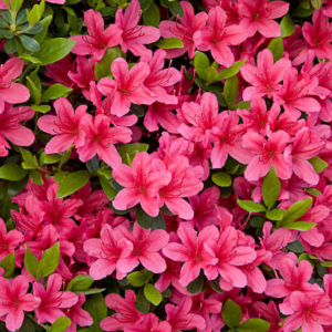 Rhododendron