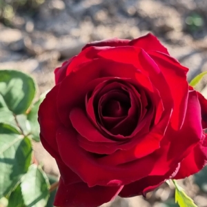 Rosiers classiques petites ou grosses fleurs