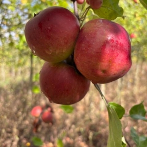 Rouge de Trêves