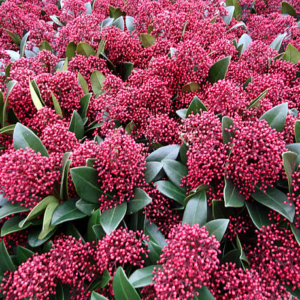 Skimmia
