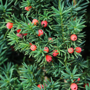 Taxus Baccata (If)