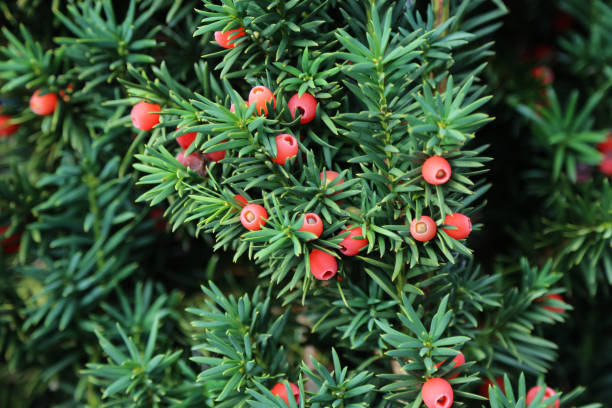 Taxus Baccata (If)